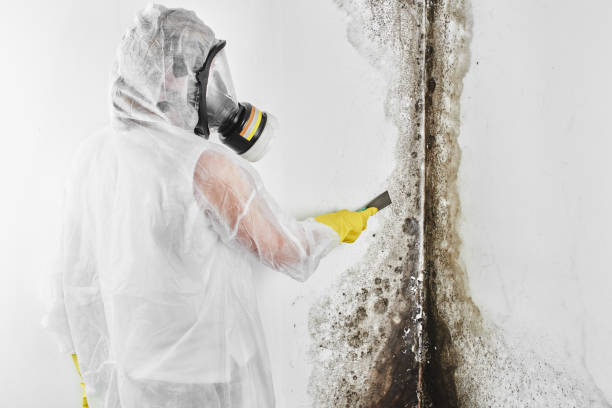 Best Residential Mold Removal  in Collierville, TN