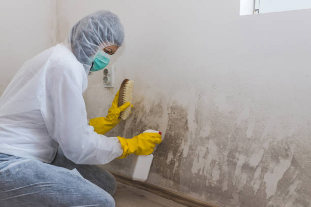 Best Professional Mold Removal  in Collierville, TN