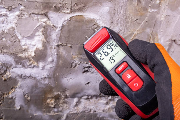 Best Home Mold Removal  in Collierville, TN