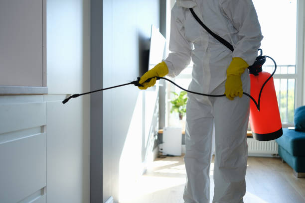 Best Attic Mold Removal  in Collierville, TN