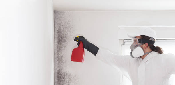 Best Black Mold Removal  in Collierville, TN