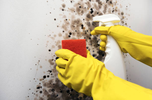 Best Affordable Mold Removal  in Collierville, TN