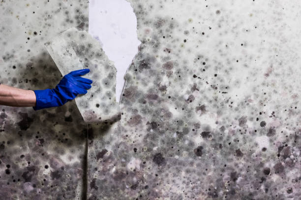Professional Mold Removal in Collierville, TN