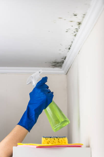 Best Mold Remediation  in Collierville, TN