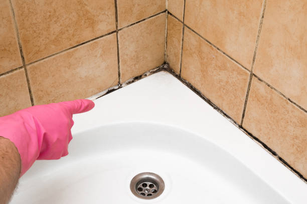 Best Mold Cleaning Services  in Collierville, TN